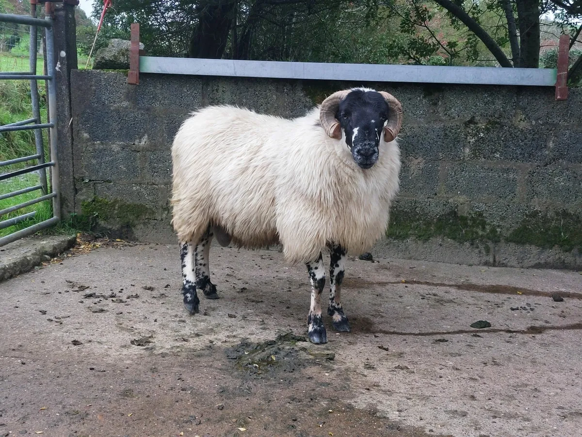 SIS approved scotch hogget ram - Image 1