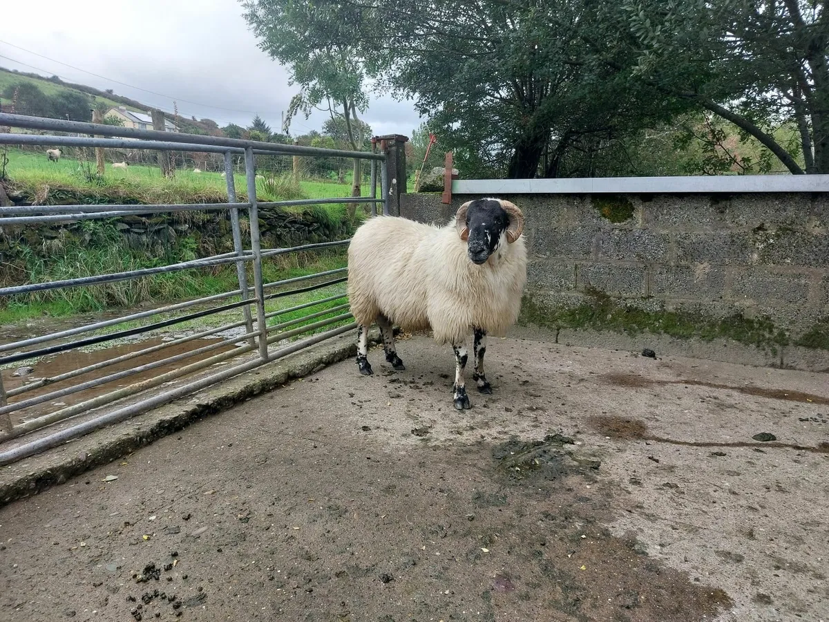 SIS approved scotch hogget ram - Image 4