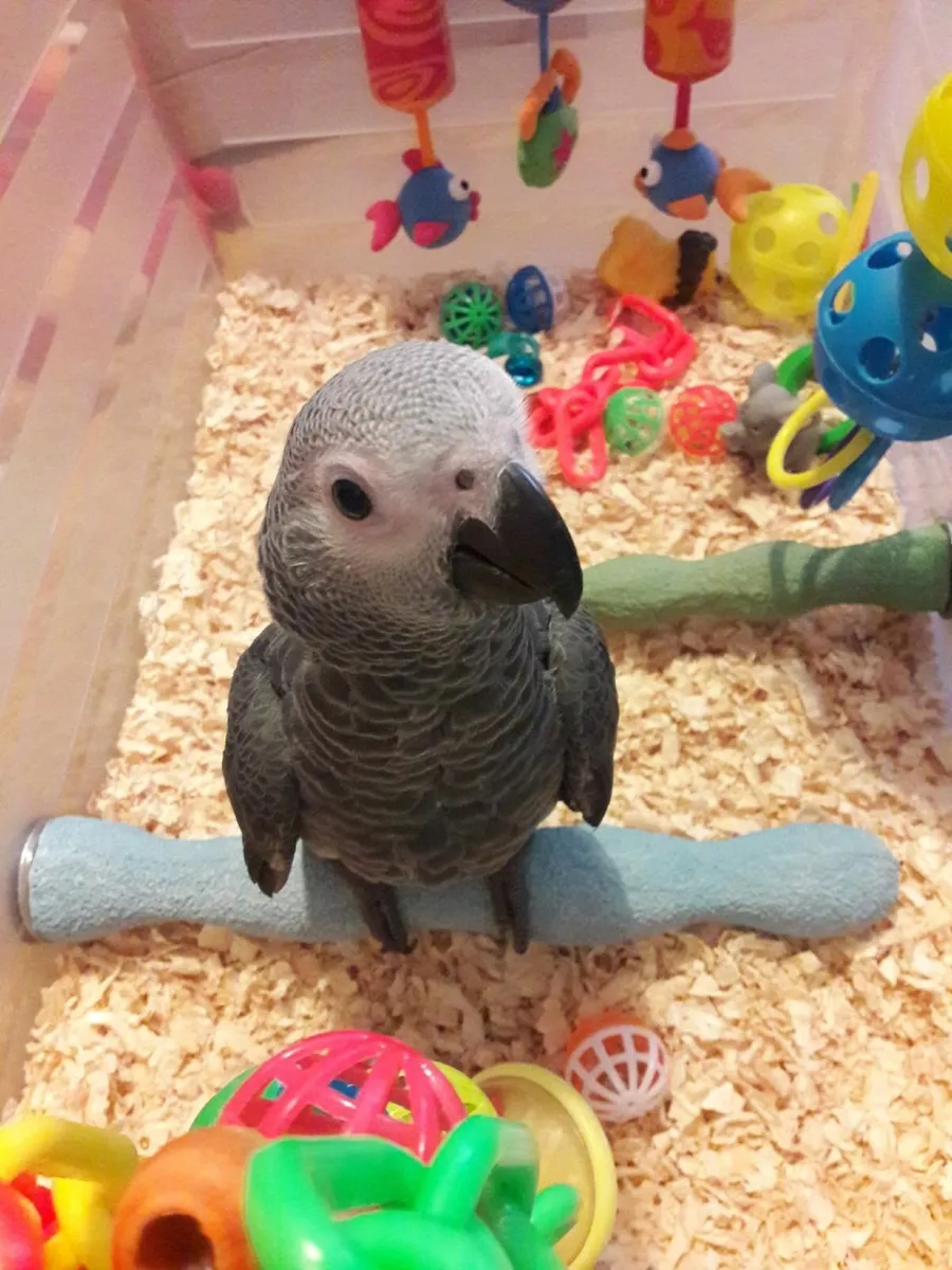 BABY AFRICAN GREY - Image 2