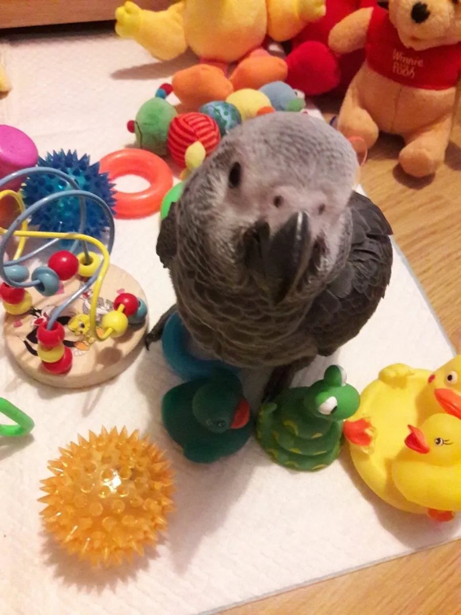 BABY AFRICAN GREY - Image 3