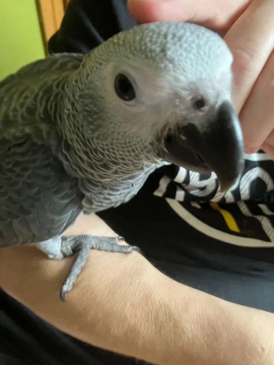 BABY AFRICAN GREY - Image 1