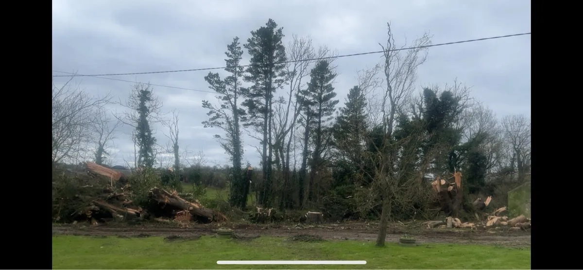 Tree removal wood chipping tree hight reduction - Image 2