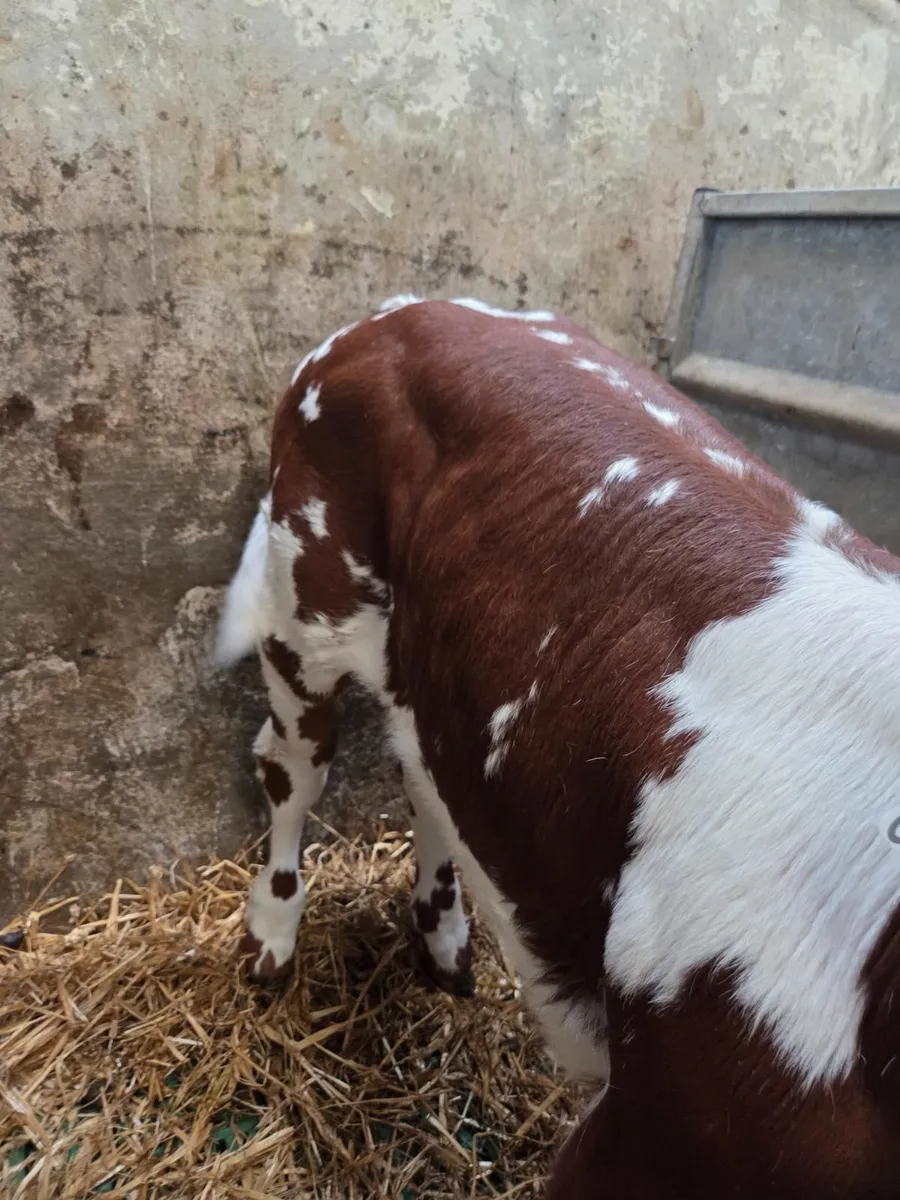 Calf - Image 2