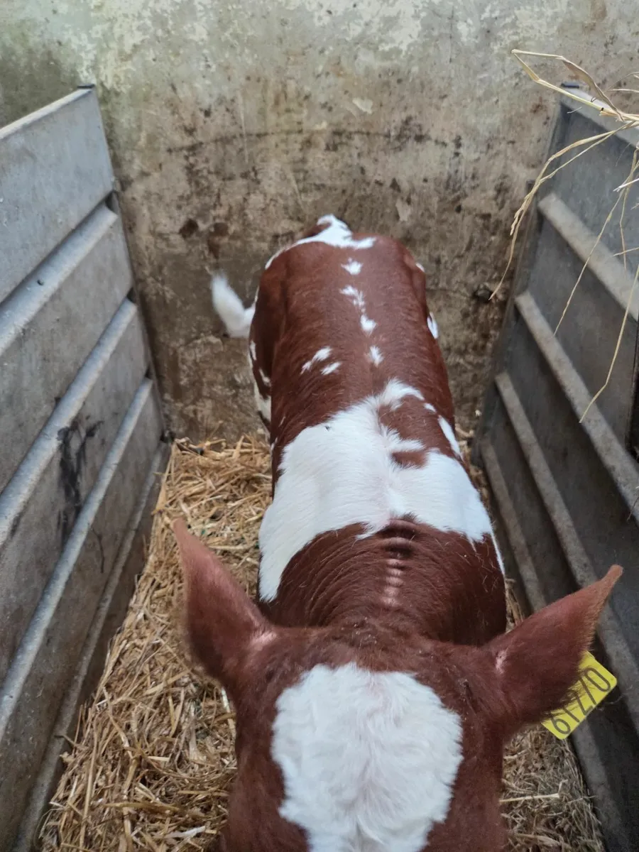 Calf - Image 1