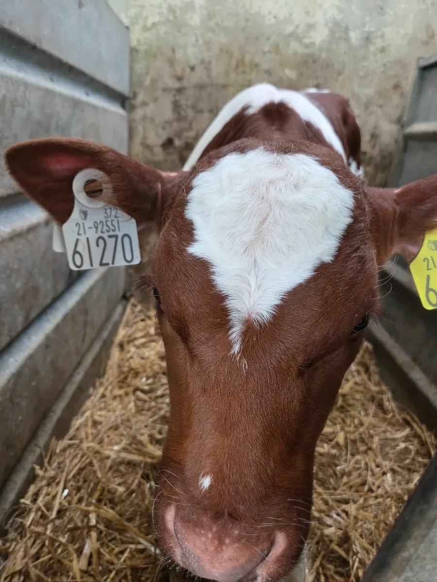 Calf - Image 3