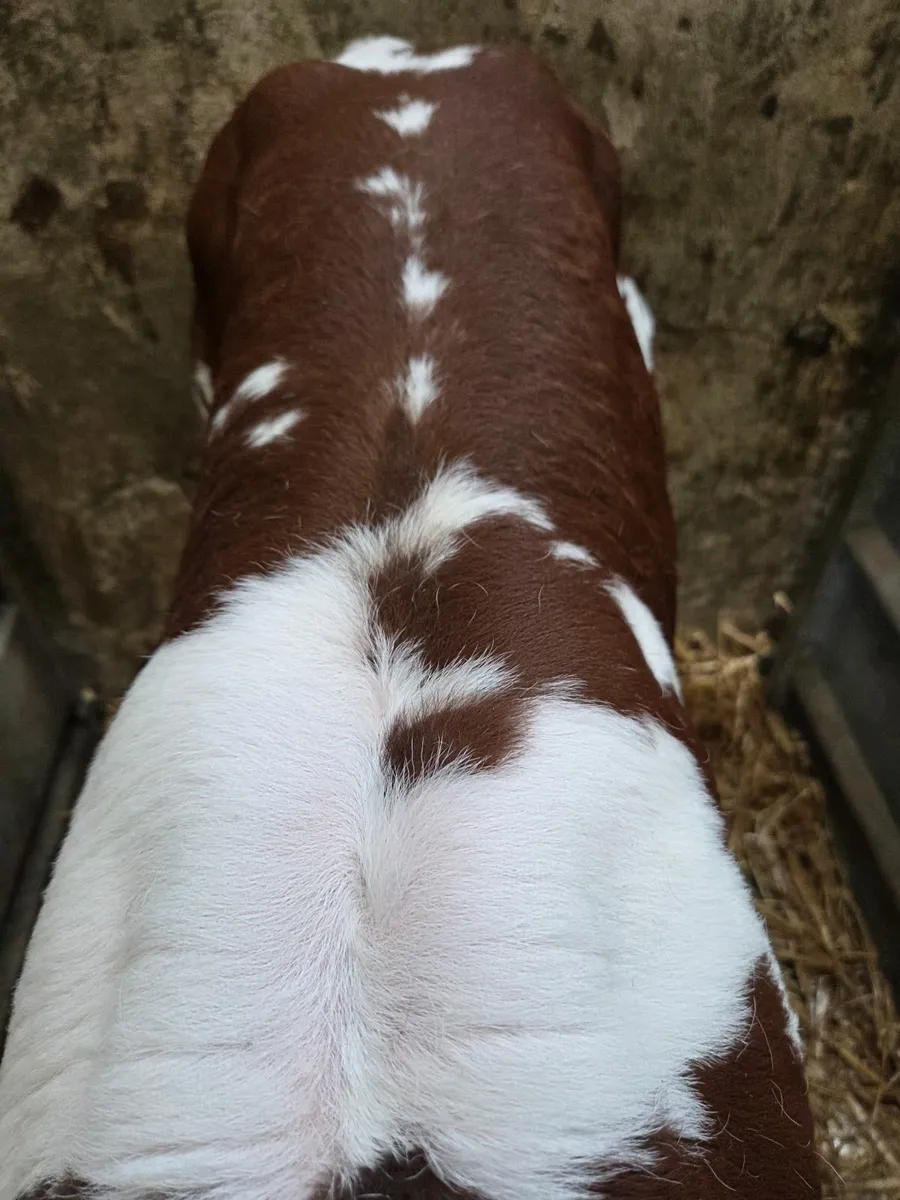 Calf - Image 4