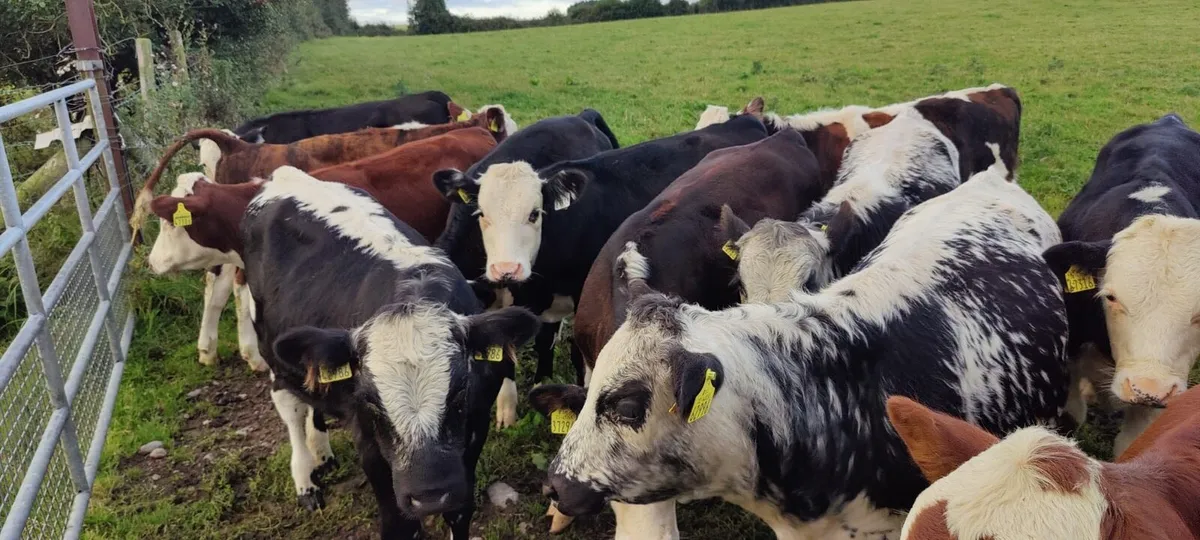 15 Runner Weanlings Tullamore Mart Monday 8th Sep - Image 1