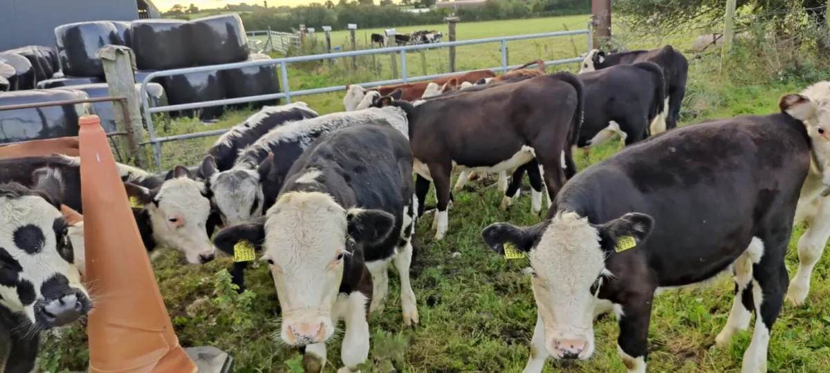 15 Runner Weanlings Tullamore Mart Monday 8th Sep - Image 2