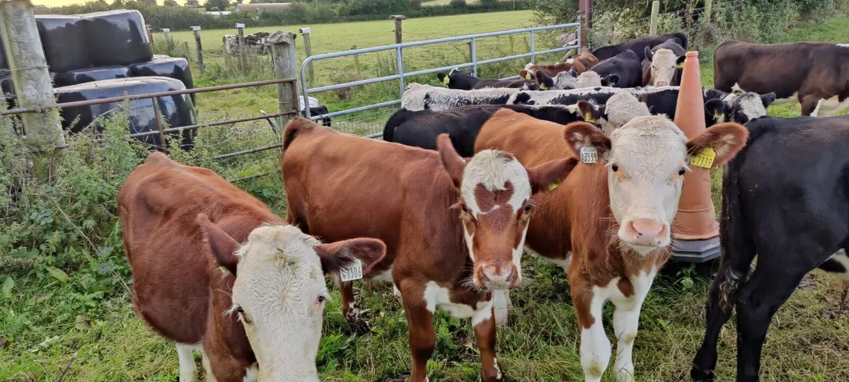 15 Runner Weanlings Tullamore Mart Monday 8th Sep - Image 3