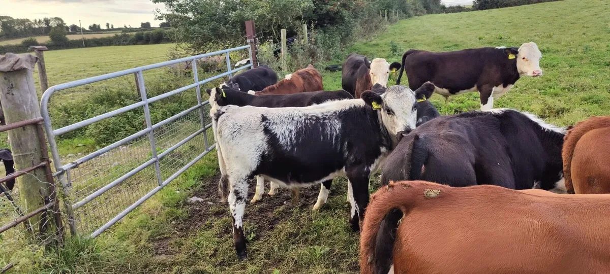 15 Runner Weanlings Tullamore Mart Monday 8th Sep - Image 4
