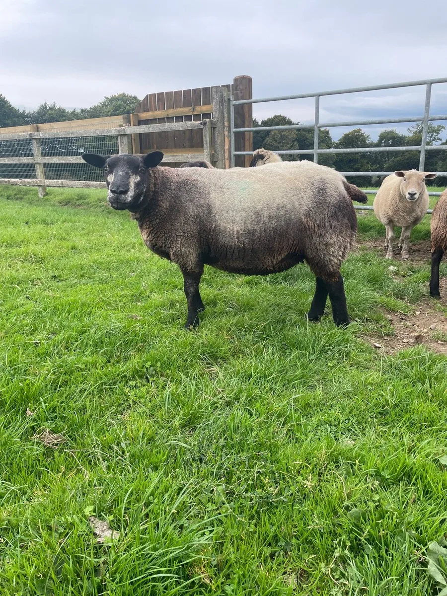 Blue Texel pb non reg ewes - Image 1