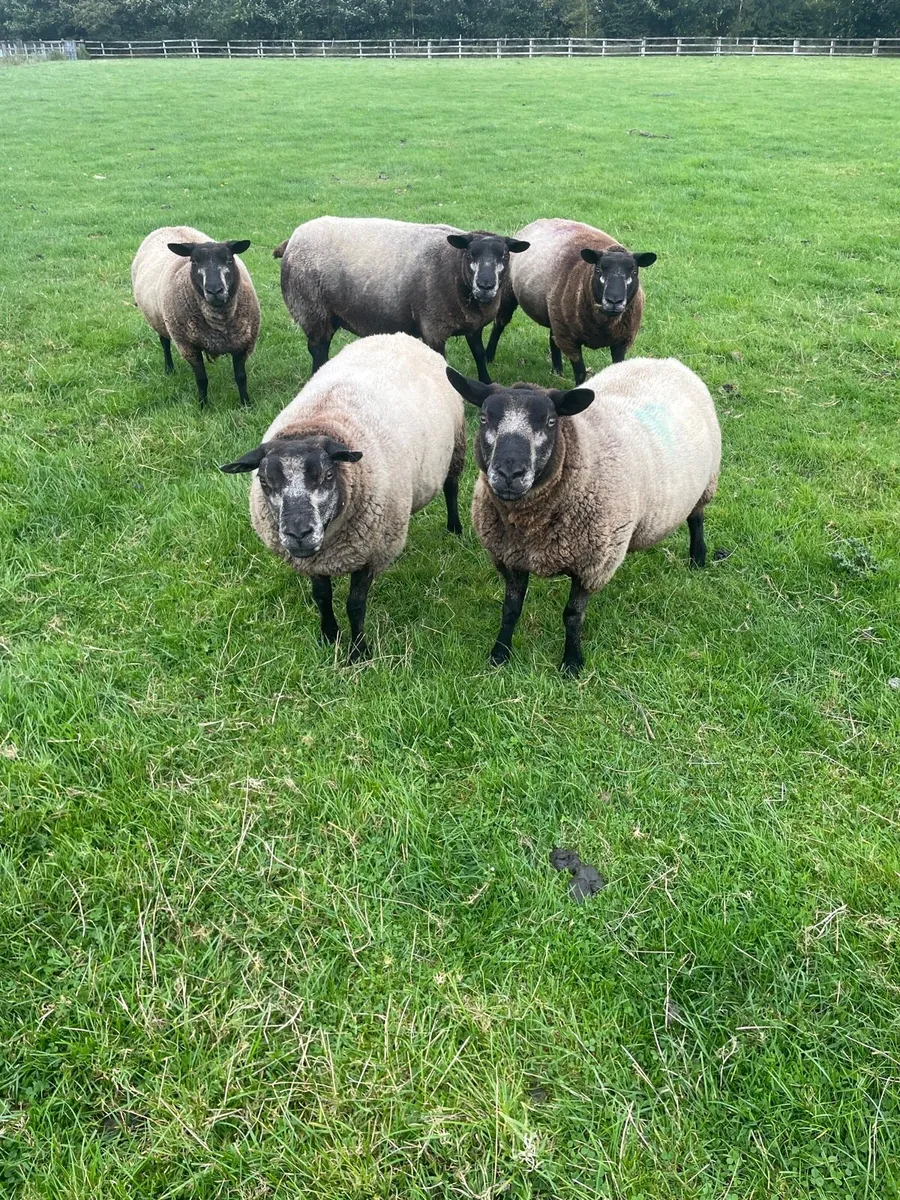 Blue Texel pb non reg ewes - Image 2