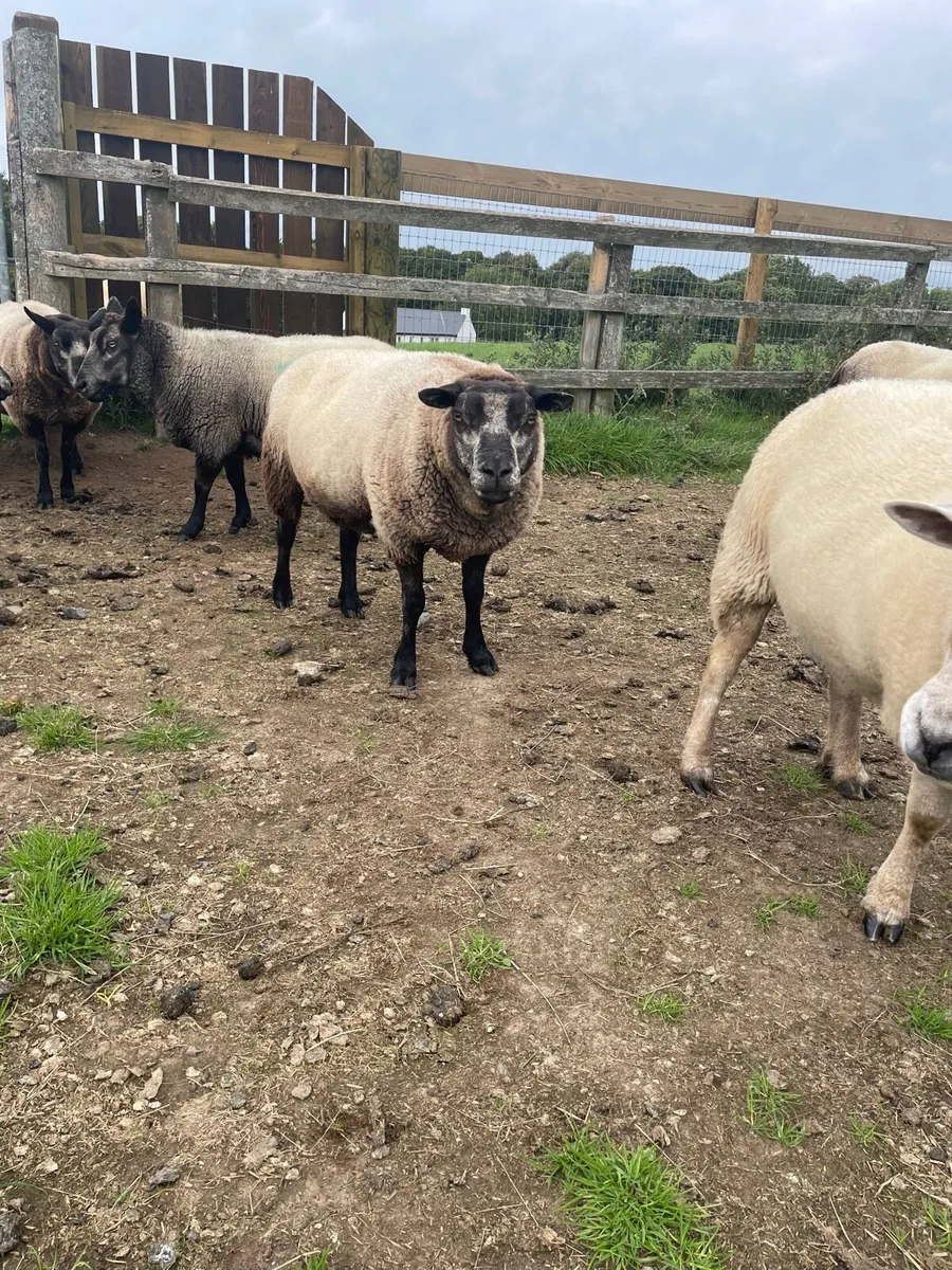 Blue Texel pb non reg ewes - Image 4