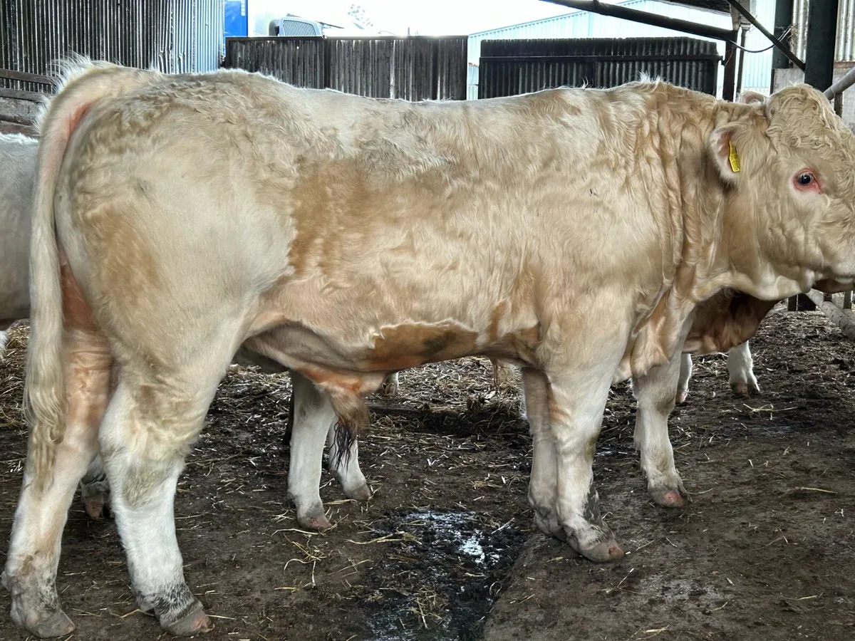 Charolais Bulls - Image 1