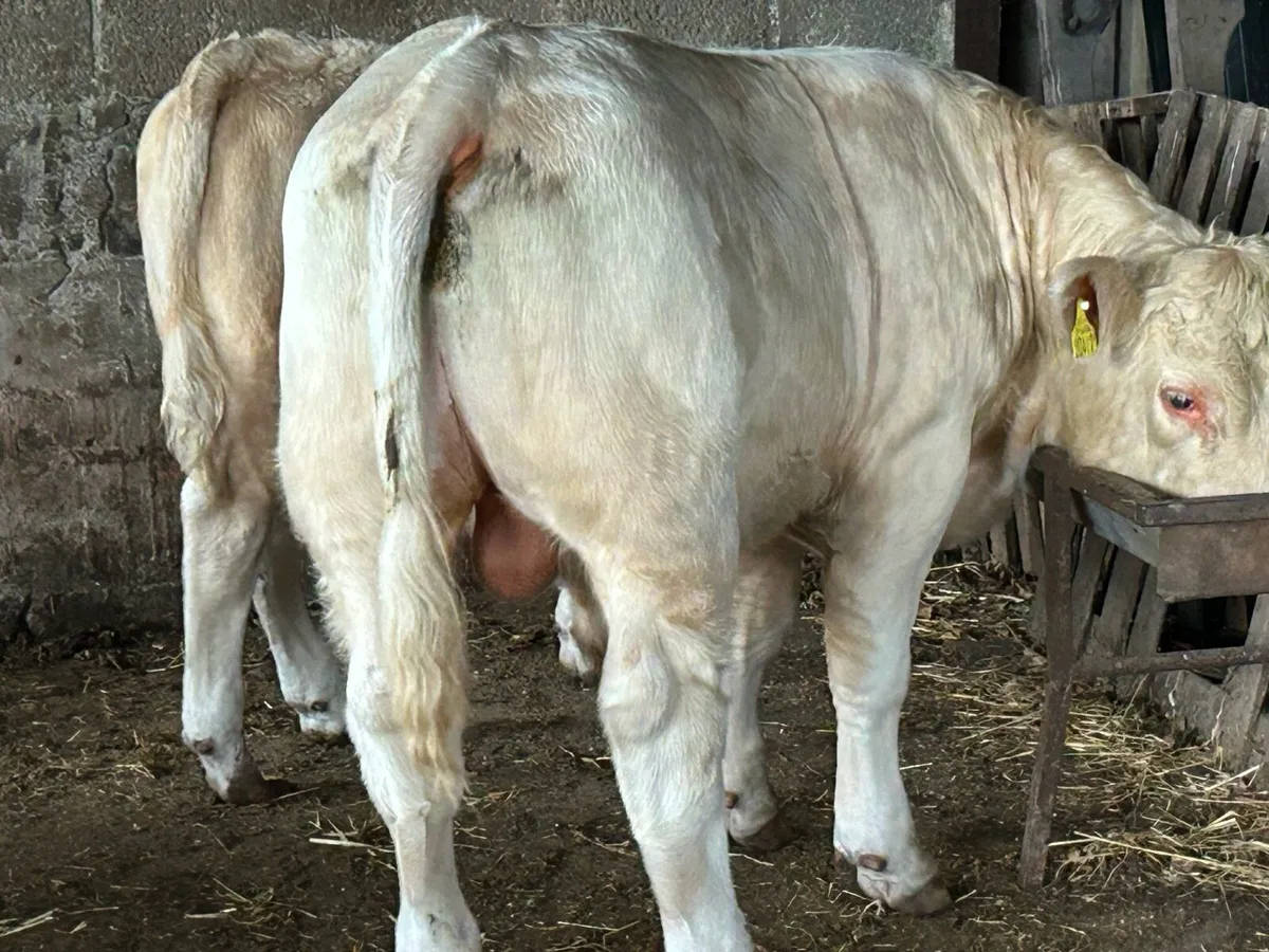 Charolais Bulls - Image 3
