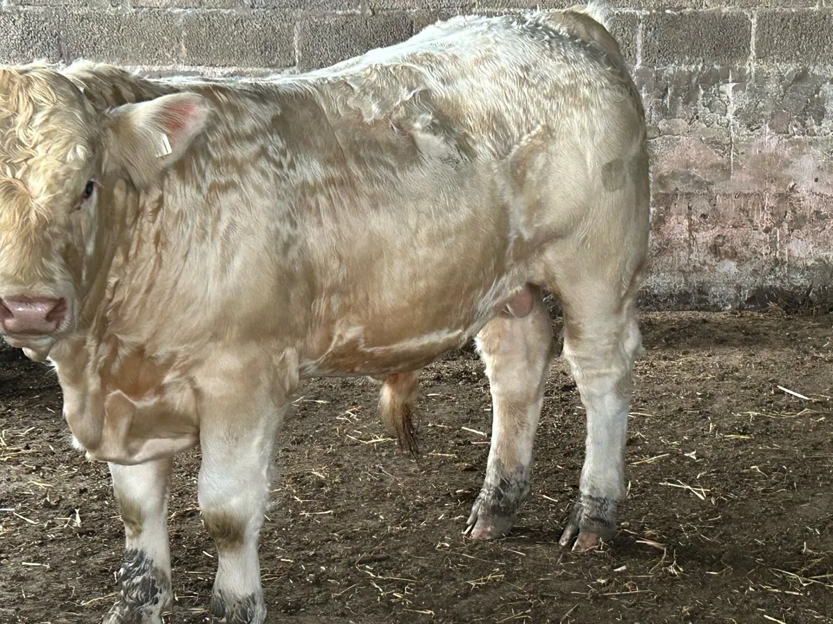 Charolais Bulls - Image 4