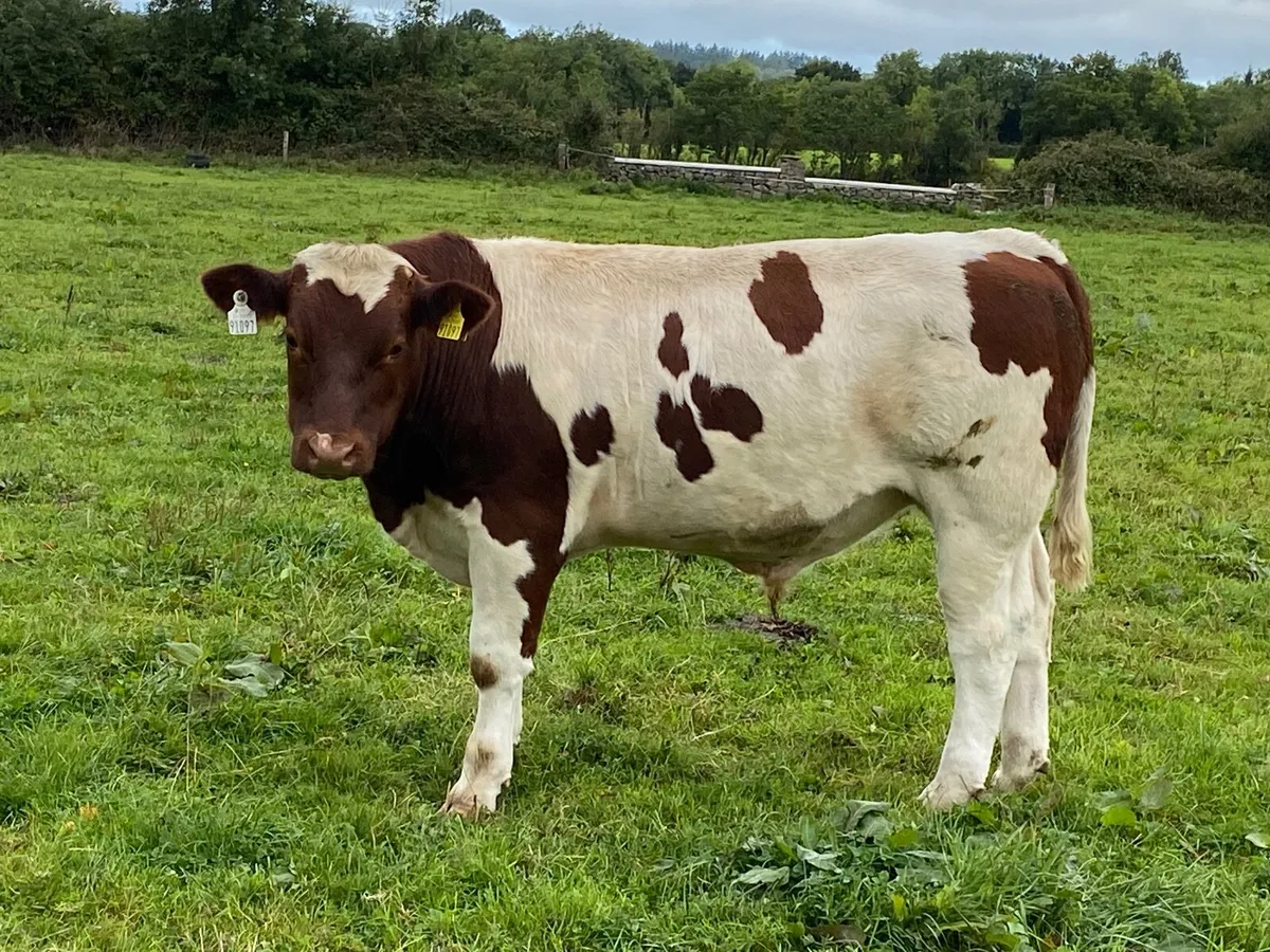 Organic cattle - Image 1