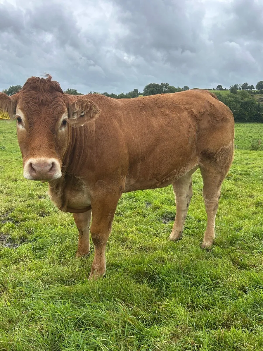 PBR Limousin heifer - Image 1