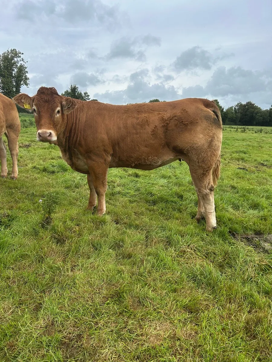 PBR Limousin heifer - Image 2
