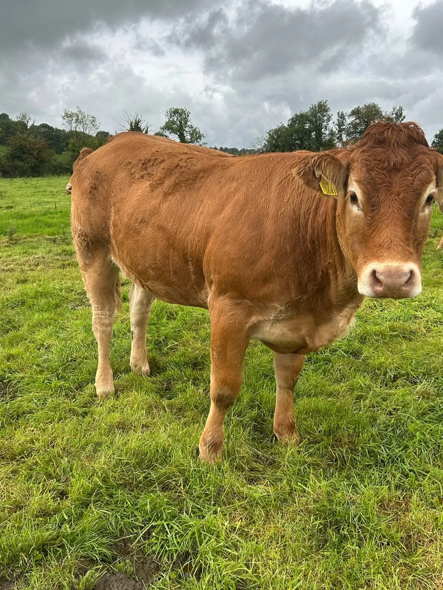 PBR Limousin heifer - Image 3