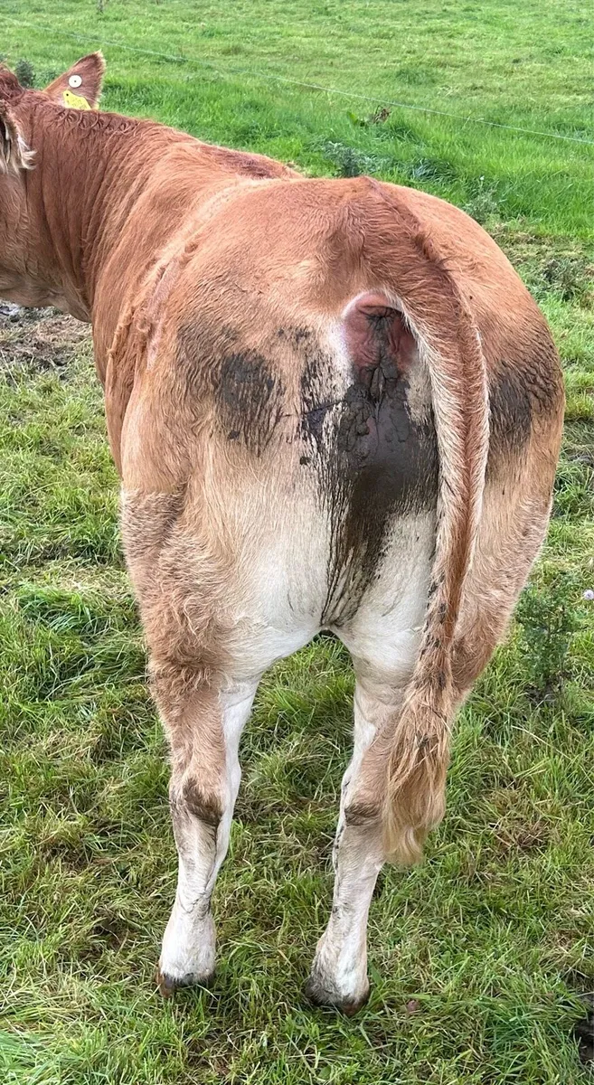 PBR Limousin heifer - Image 4