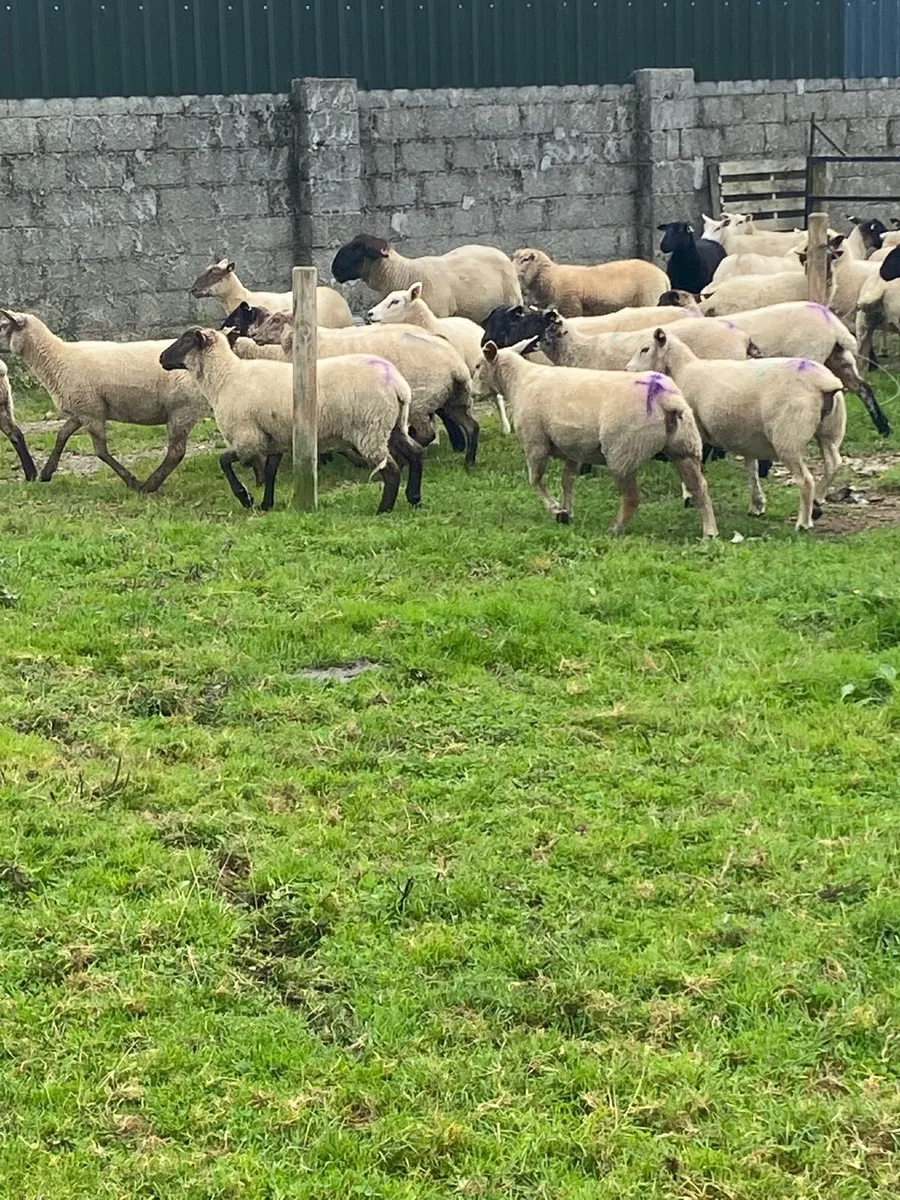 30 Suffolk and Charlaois hoggets - Image 2