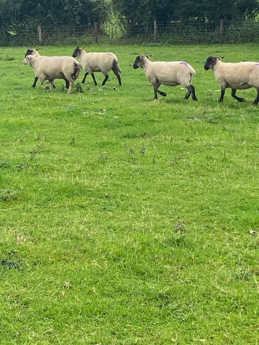 30 Suffolk and Charlaois hoggets - Image 3