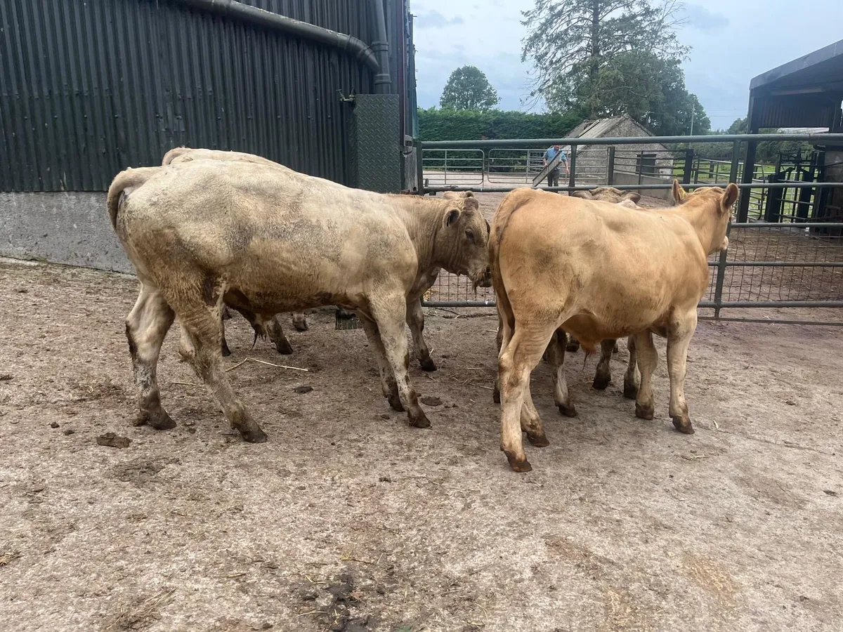 6 super charlaois bull weanlings - Image 1