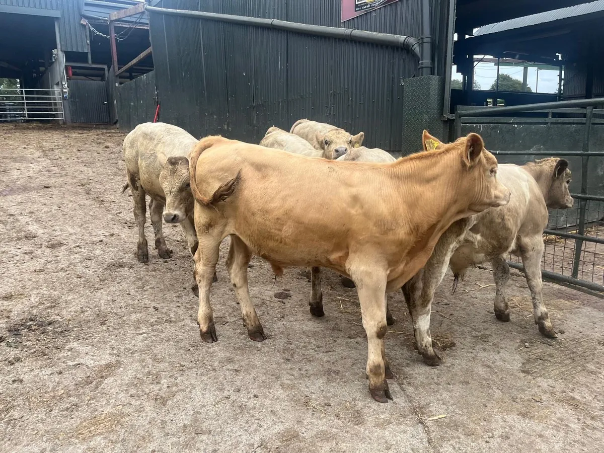 6 super charlaois bull weanlings - Image 2