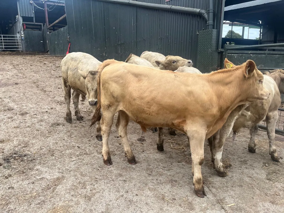 6 super charlaois bull weanlings - Image 3