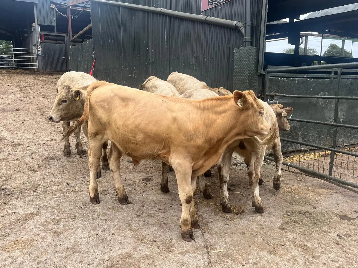 6 super charlaois bull weanlings - Image 4