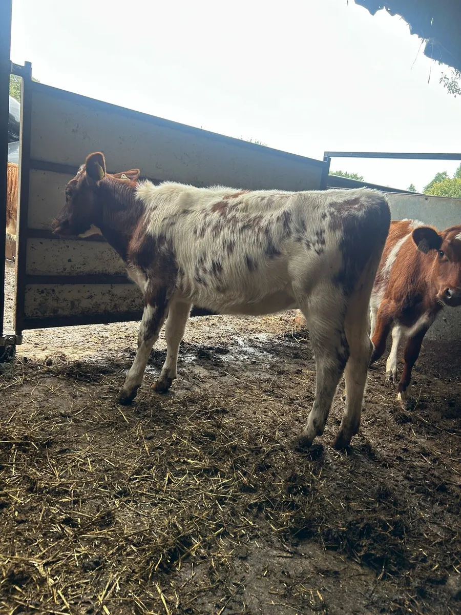 2 shorthorn heifers - Image 1