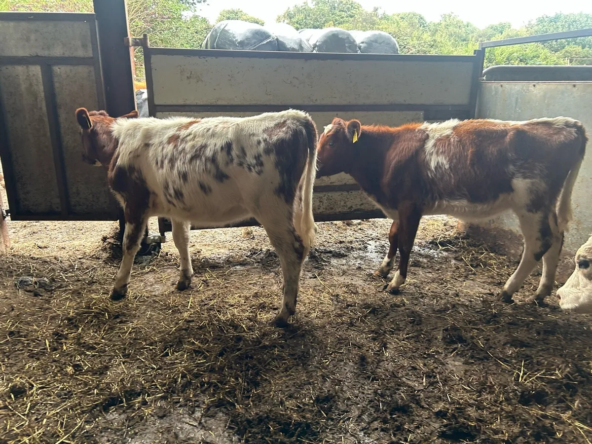 2 shorthorn heifers - Image 2