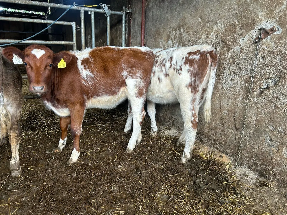 2 shorthorn heifers - Image 3