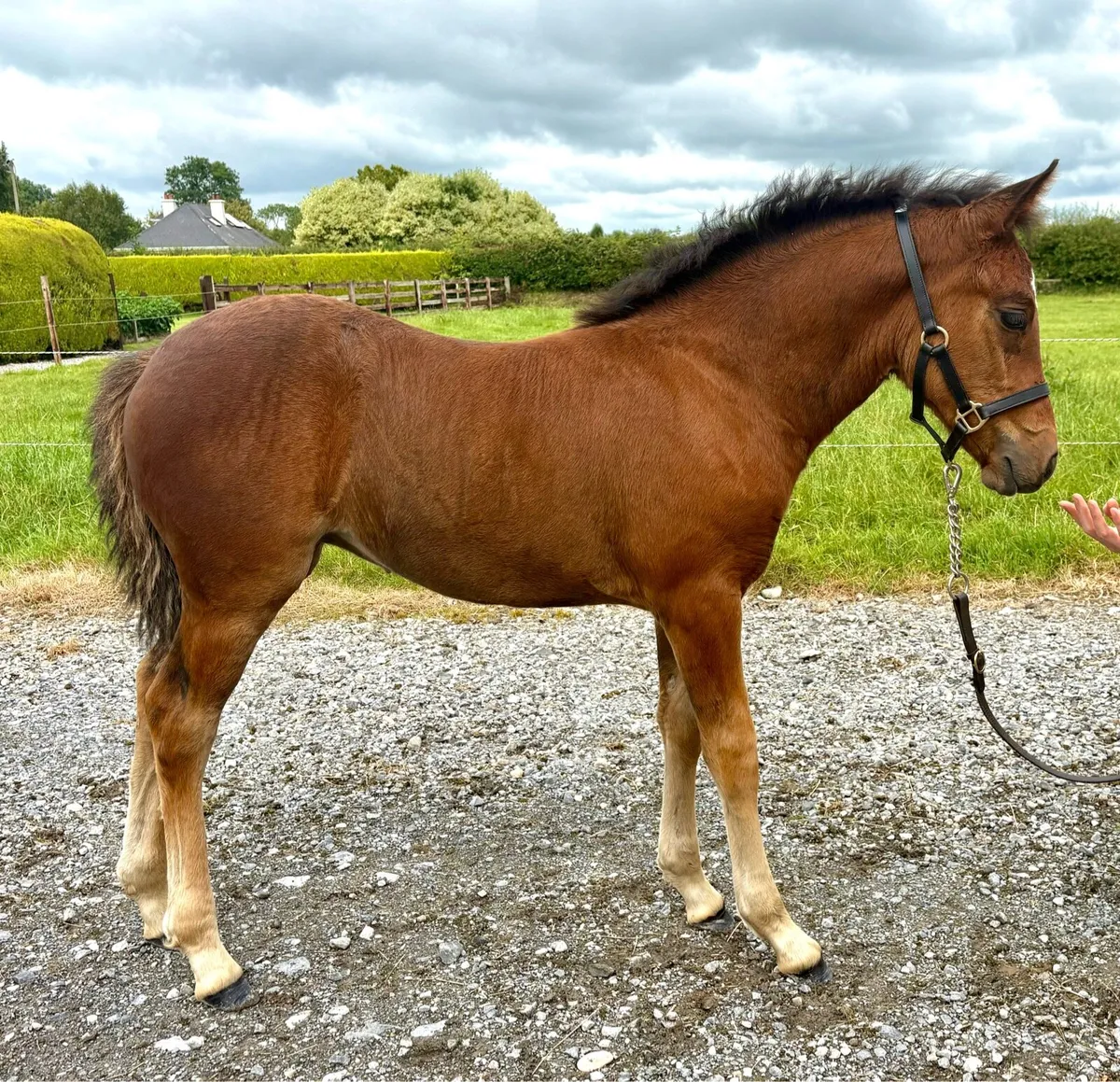 Connemara Gwennic Bay filly foal - Image 1