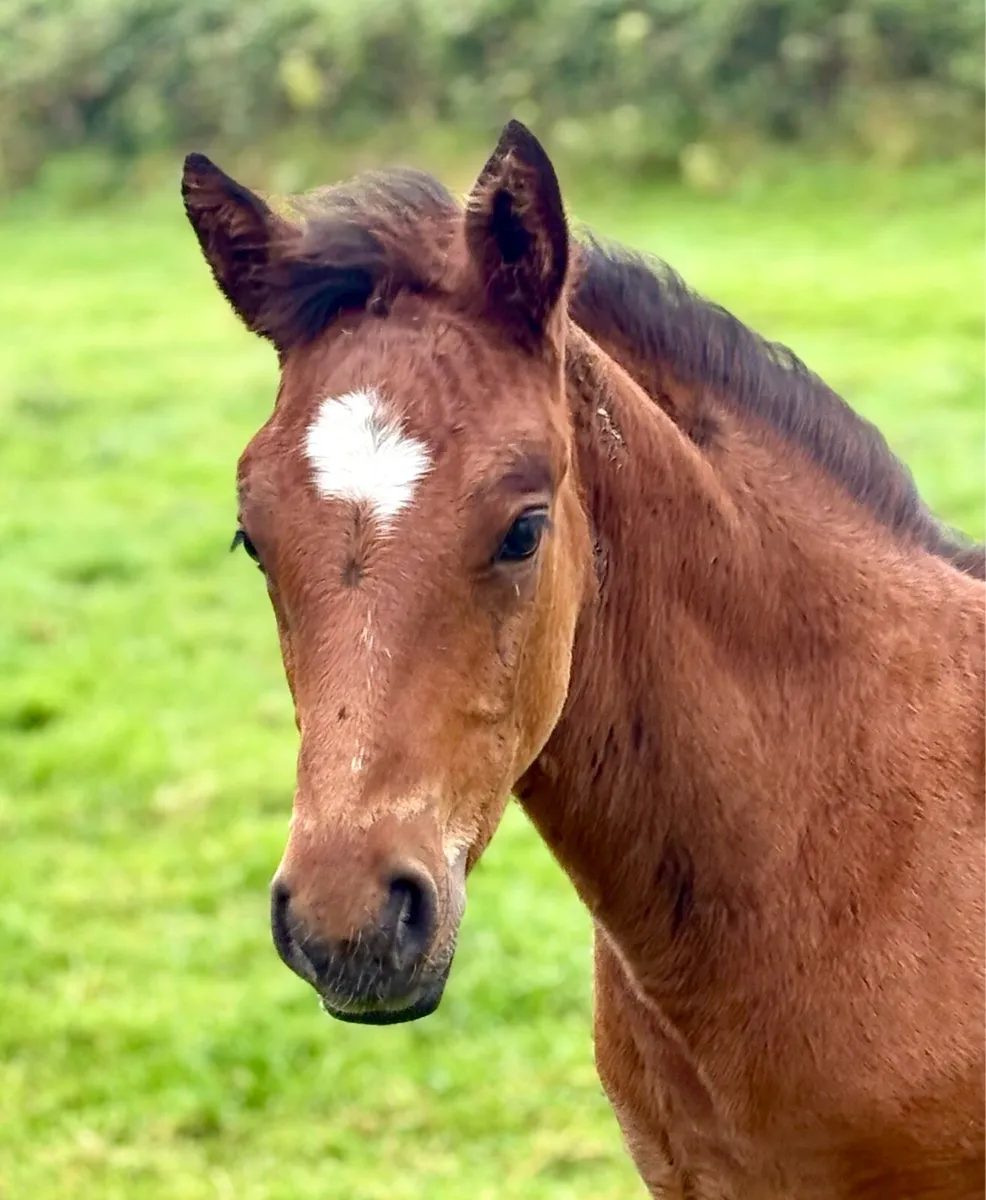 Connemara Gwennic Bay filly foal - Image 2