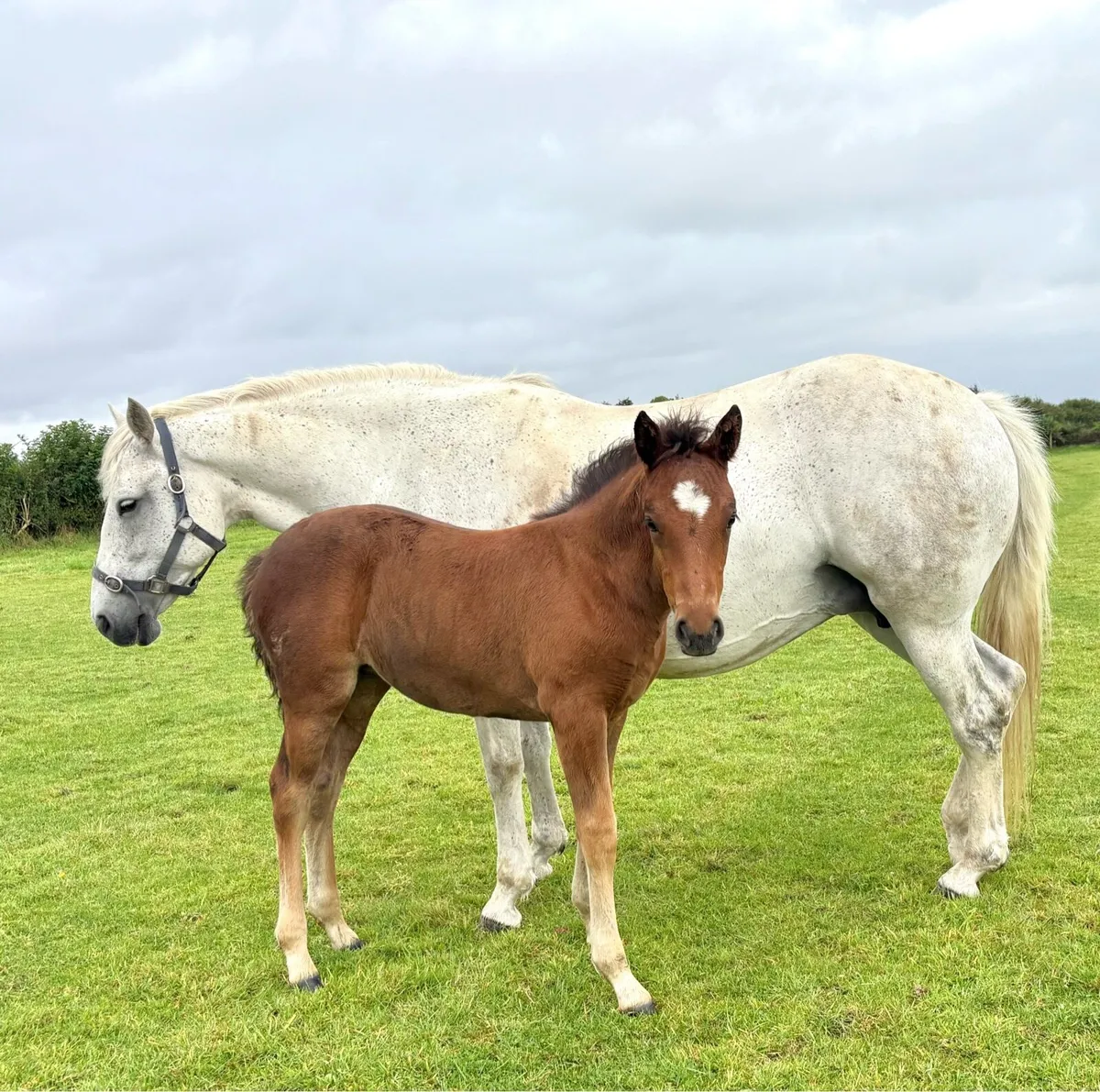 Connemara Gwennic Bay filly foal - Image 3