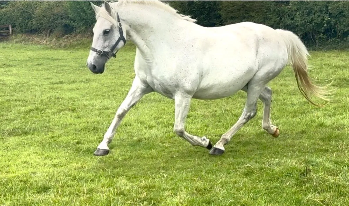 Connemara Gwennic Bay filly foal - Image 4