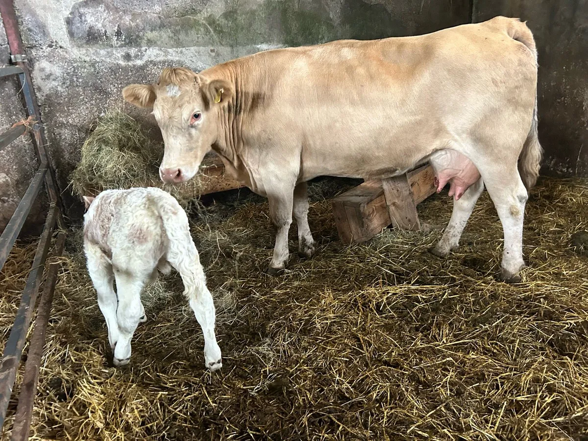 Ch cow and a sim calf - Image 1