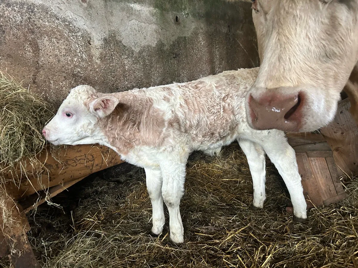 Ch cow and a sim calf - Image 2