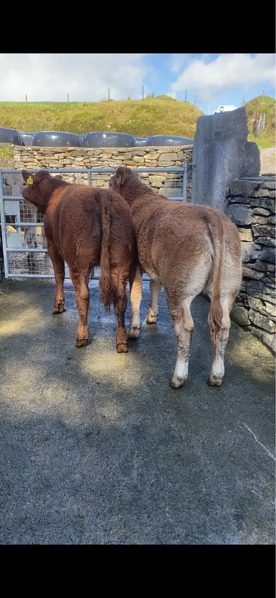 Breeding heifers - Image 1