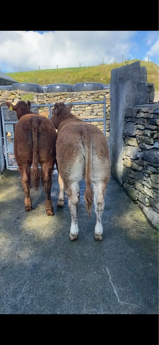 Breeding heifers - Image 2