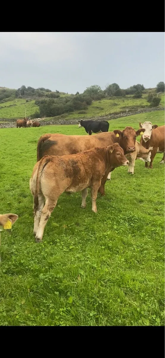 Breeding heifers - Image 3