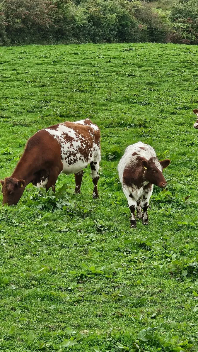 Beef Heifers for Sale - Image 1