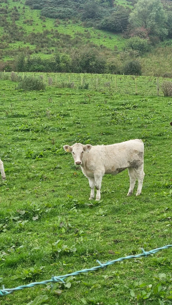 Beef Heifers for Sale - Image 2