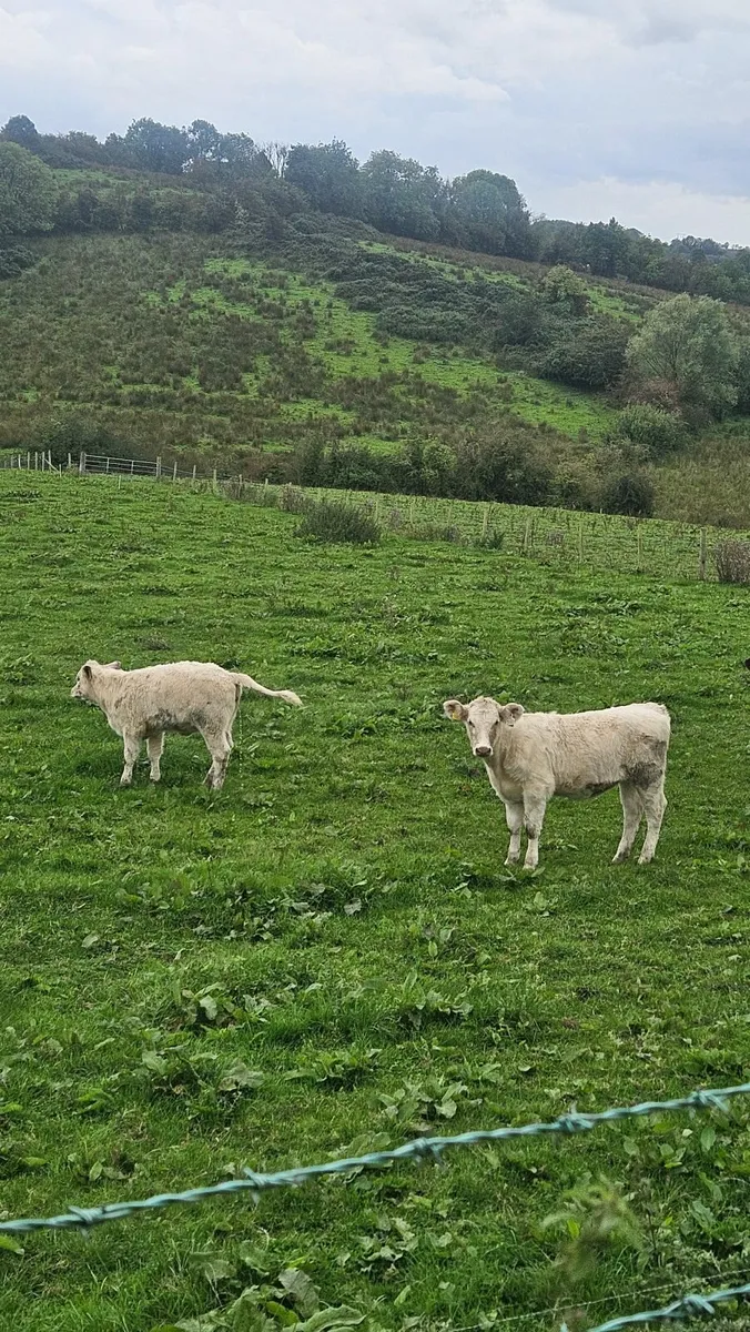 Beef Heifers for Sale - Image 3