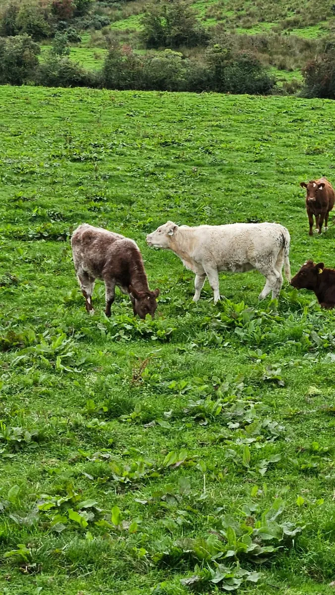 Beef Heifers for Sale - Image 4