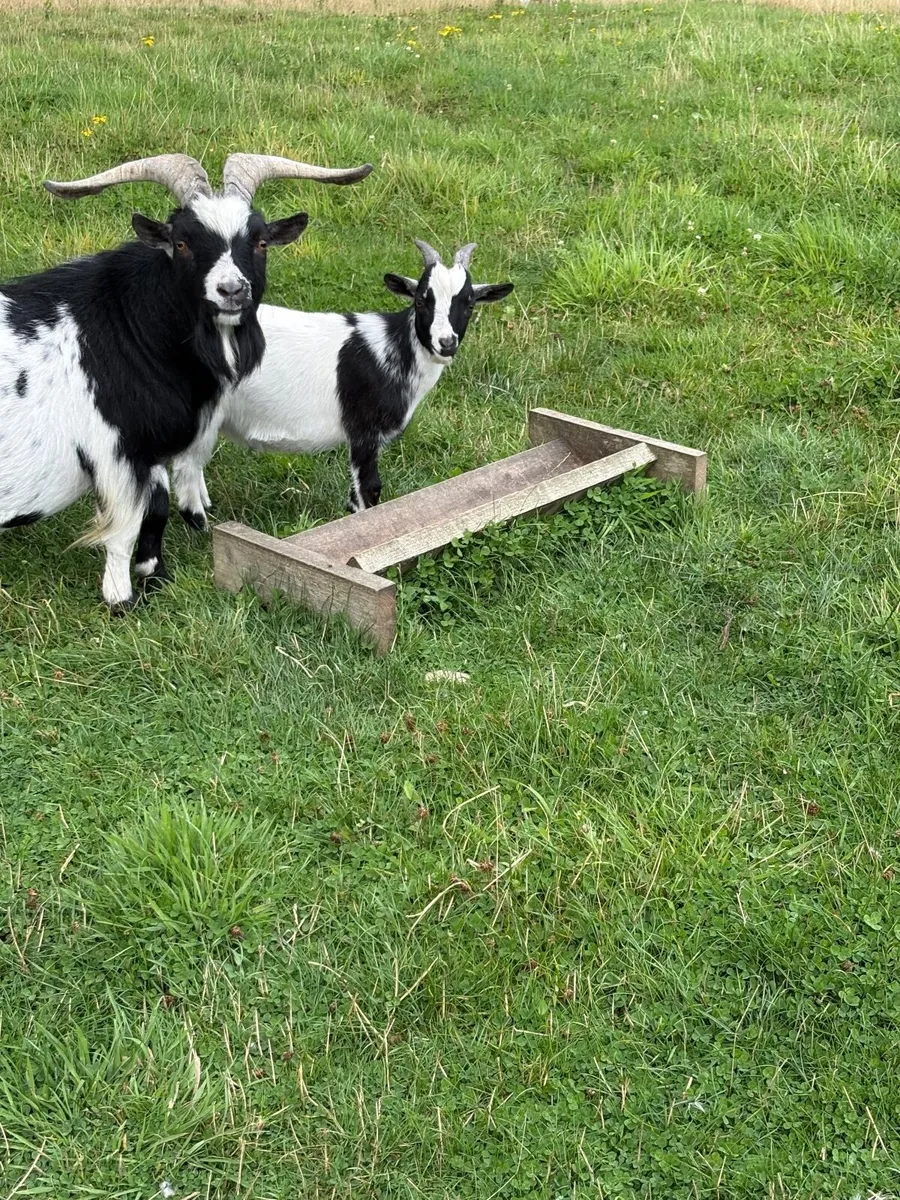Pigmy goat kids - Image 2