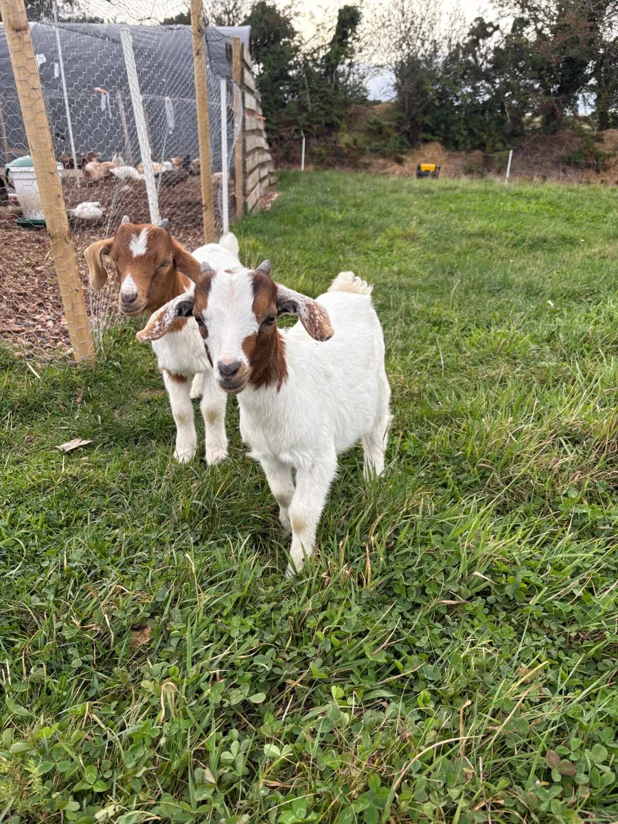 Pigmy goat kids - Image 1