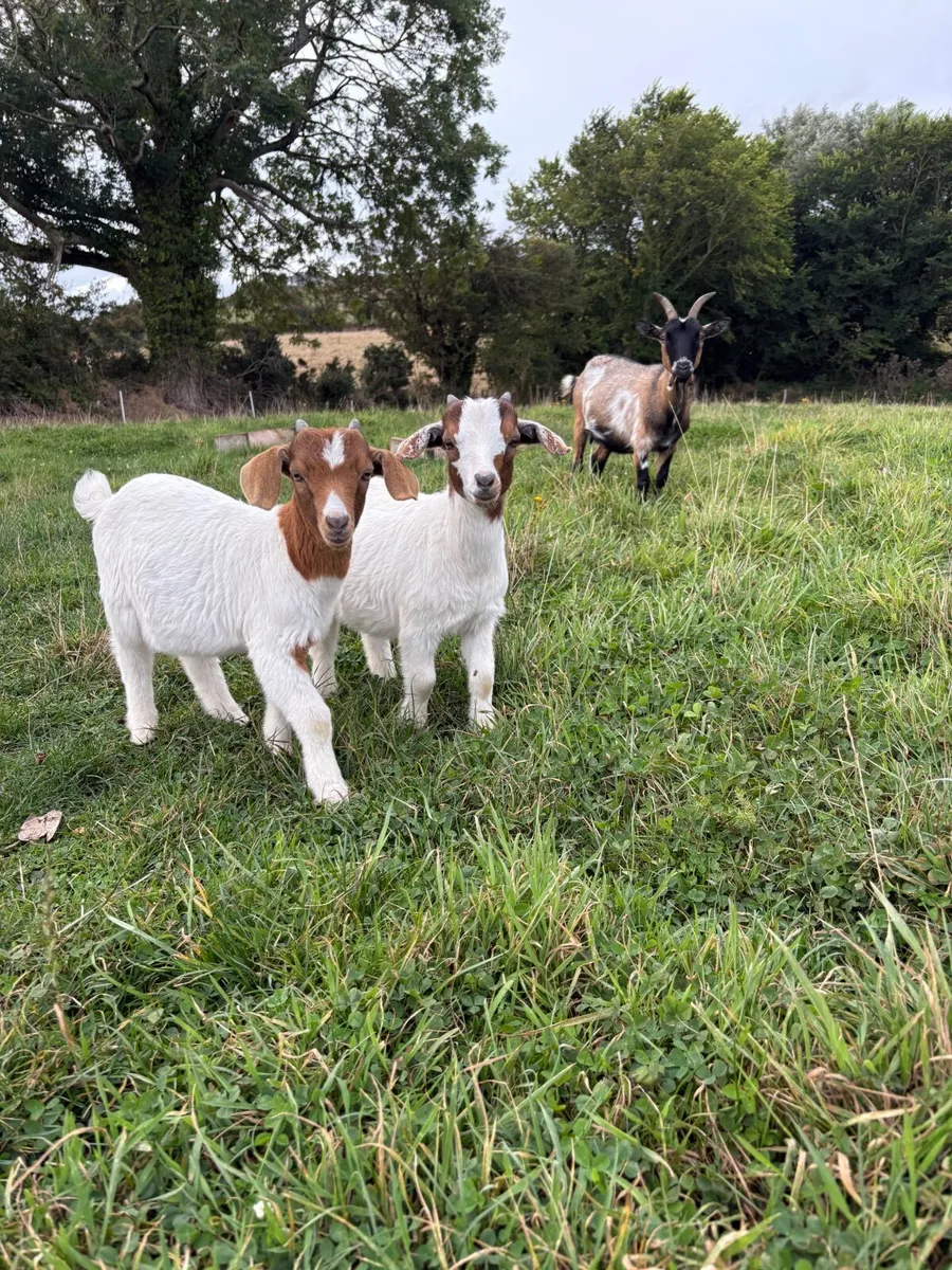 Pigmy goat kids - Image 3